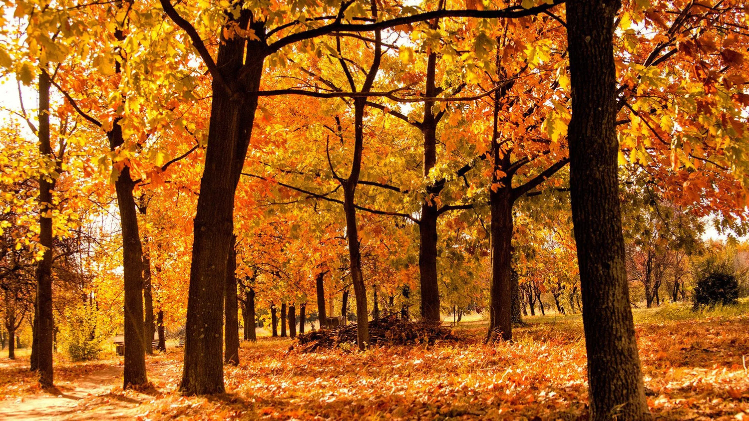 Herfstgeuren